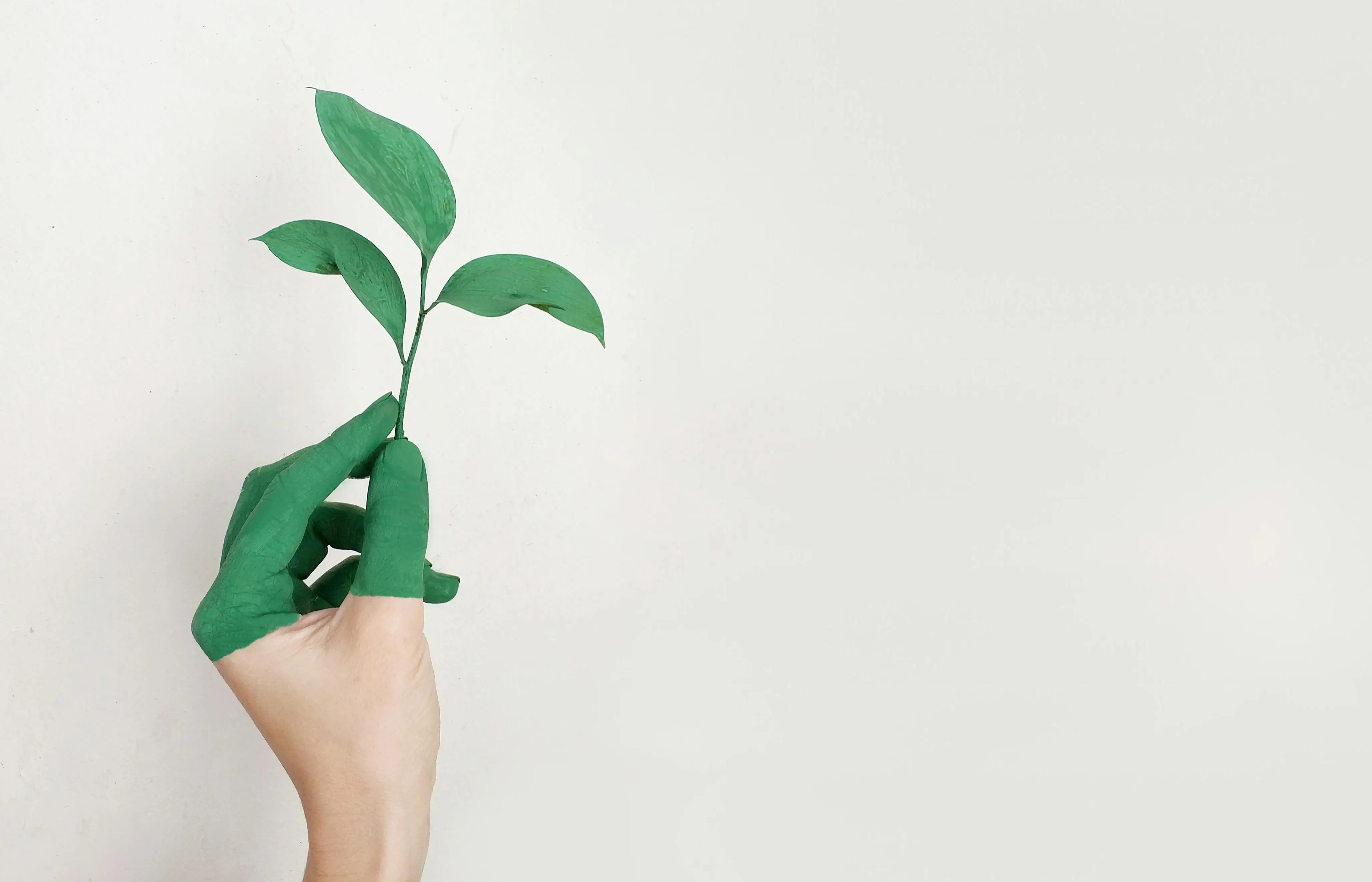 Plant leaf in painted hand